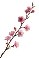 ein zart Kirsche blühen Ast gegen ein klar Blau Himmel, Erfassen das flüchtig Schönheit von Frühling isoliert auf transparent Hintergrund png