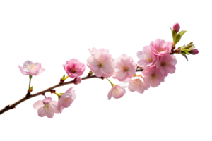 A delicate cherry blossom branch against a clear blue sky, capturing the fleeting beauty of spring isolated on transparent background png