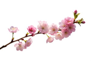 un' delicato ciliegia fiorire ramo contro un' chiaro blu cielo, cattura il fugace bellezza di primavera isolato su trasparente sfondo png
