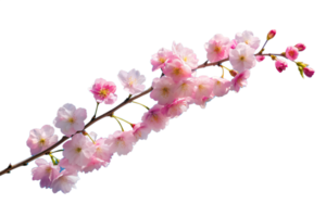 A delicate cherry blossom branch against a clear blue sky, capturing the fleeting beauty of spring isolated on transparent background png