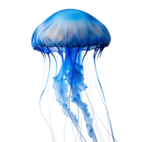 blue jellyfish on transparent background png