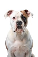 American Bulldog isolated on transparent background png