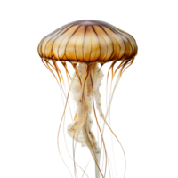 jellyfish on transparent background png