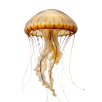 jellyfish on transparent background png