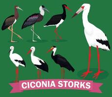 ciconia cigüeñas conjunto ilustración vector