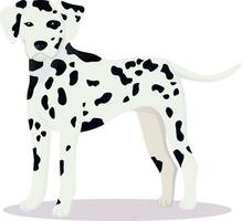 Dalmatian dog illustration vector