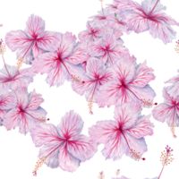 Watercolor pink hibiscus flowers seamless pattern. Floral composition on transparent background. For tea and syrup. Cosmetics, beauty, fashion prints, wallpaper, fabrics, cards, packaging designs png