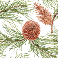 Seamless pattern with hand drawn pine cones on pine tree branches. Watercolor illustration on transparent background. Christmas repeatable background for textile, fabric, wallpaper, wrapping paper png