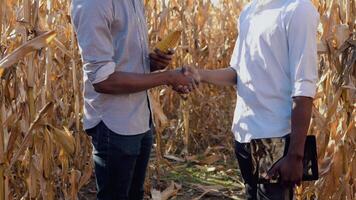 Two young African American men agronomists shake hands in agreement in the middle of a corn field. View of a handshake up close. Healthy food concept video