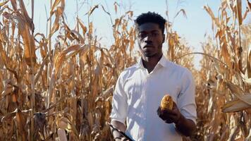 A young African American agronomist farmer stands in the middle of a corn field with ears of corn in a one hand and a tablet in the other. Healthy food concept video