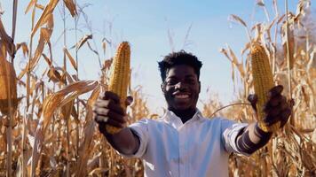 A young African American agronomist farmer stands in the middle of a corn field with ears of corn in each hand and smiles video