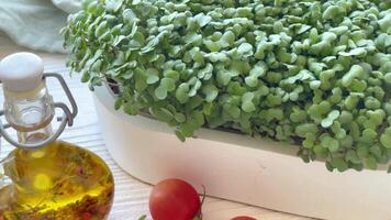 Containers with radish green microgreen sprouts on table. video