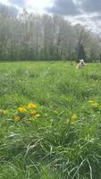 un joven perro, un dorado perdiguero, carreras en un soleado césped. video