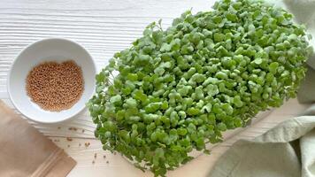 Containers with radish green microgreen sprouts on table. video