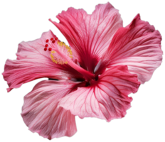 portret macro roze hibiscus bloem Aan transparant achtergrond png