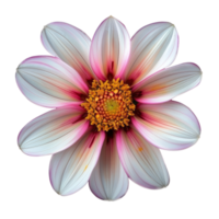 Portrait close up Dahlia flower on transparet background png