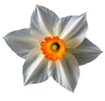 Beautiful white Daffodil flower on transparent background png