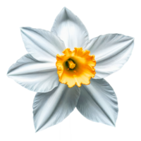 Beautiful white Daffodil flower on transparent background png