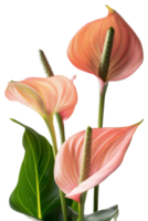 retrato darwin híbrido flor en transparente antecedentes png