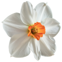 retrato narciso flor em transparente fundo png