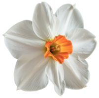 Portrait Daffodil flower on transparent background png