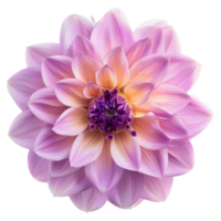 Portrait macro purple dahlia flower on transparent background png