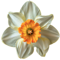 Portrait White Daffodil flower on transparent png