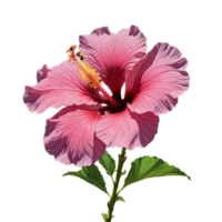 rouge hibiscus fleur avec feuille sur transparent Contexte png