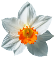 Beautiful white Daffodil flower on transparent background png