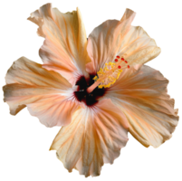 Portrait orange Hibiscus flower on transparent background png