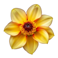Portrait yellow Daffodil flower on transparent background png