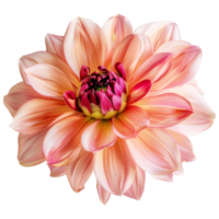 Beautiful dahlia flower on transparent background png