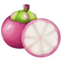 uma lindo desenhado à mão aguarela pintura do uma mangostão, uma delicioso tropical fruta com uma vibrante roxa casca e branco, carnudo interior. png