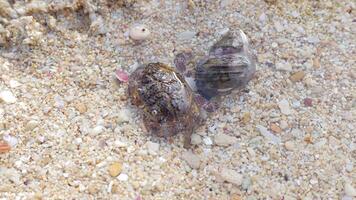 klein krab en kluizenaar krab Aan de zanderig strand video