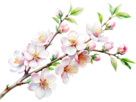 Branch of blossoming cherry on a transparent background png