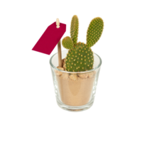 cactus in a pot cut out isolated transparent background png