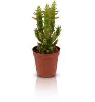 cactus in a pot cut out isolated transparent background png