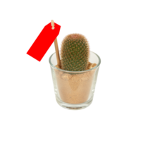 cactus in a pot cut out isolated transparent background png