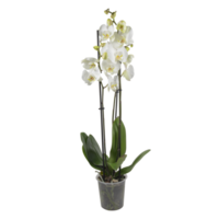 Fresco orquídeas en un maceta cortar fuera aislado transparente antecedentes png