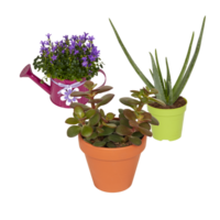 cactus in a pot cut out isolated transparent background png