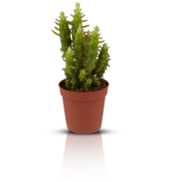 cactus in a pot cut out isolated transparent background png