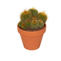 cactus in a pot cut out isolated transparent background png