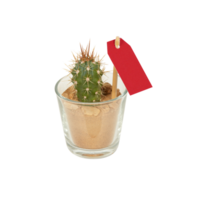 cactus in a pot cut out isolated transparent background png