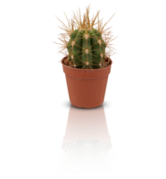 cactus in een pot besnoeiing uit geïsoleerd transparant achtergrond png