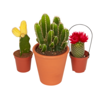 cactus in a pot cut out isolated transparent background png