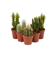 cactus in a pot cut out isolated transparent background png