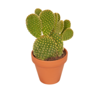 cactus in een pot besnoeiing uit geïsoleerd transparant achtergrond png