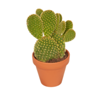 cactus in a pot cut out isolated transparent background png