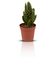 cactus in a pot cut out isolated transparent background png