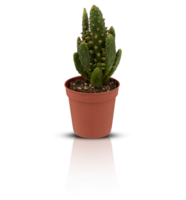 cactus en un maceta cortar fuera aislado transparente antecedentes png